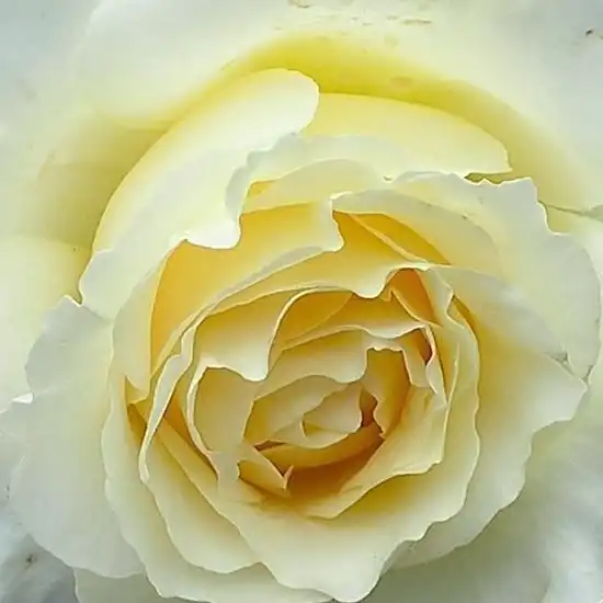 Comanda trandafiri online - Galben - trandafir pentru straturi Floribunda - trandafir cu parfum intens - Rosa Moonsprite - Herbert C. Swim - Trandafir arbușt robust, potrivit ca trandafir de strat, cu înflorire durabilă.